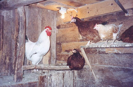 Hønsene