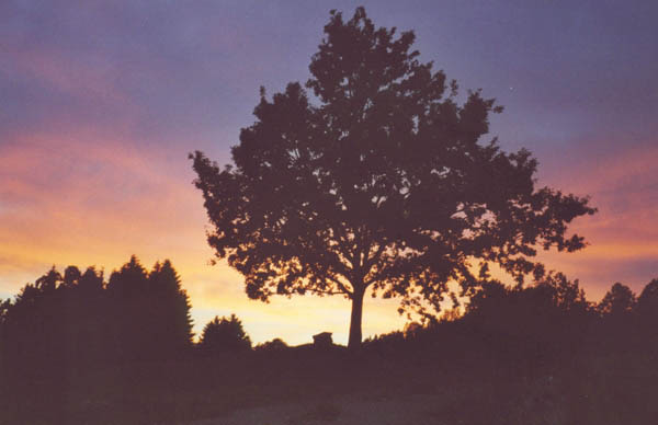 Eika i solnedgang 