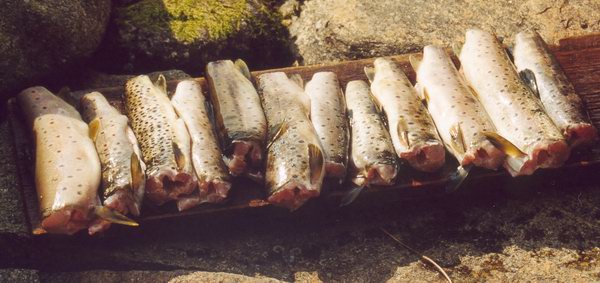 Ørret etter fisking med garn